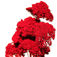 Dried Yarrow Flowers, 12 Bundles, Red