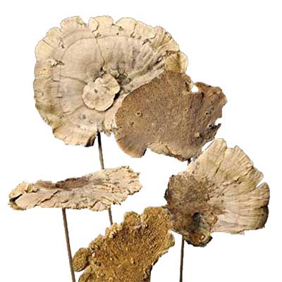 Natural Stemmed Sponge Mushrooms