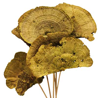 Natural Stemmed Sponge Mushrooms
