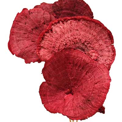 Red Stemmed Sponge Mushrooms