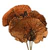 Honey Brown Sponge Mushrooms