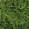 Green Spanish Moss