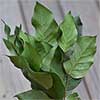 Salal, 12 Bunches, Preserved Green