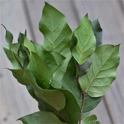 Salal, 12 Bunches, Preserved Green