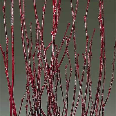 Birch Branches Red