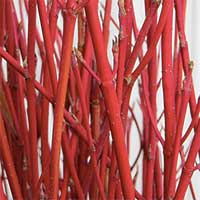 Cardinal Dogwood Branches, 20 Bundles, 2-3'