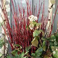 Red Dogwood Branches, 100 Branches, 3-4'