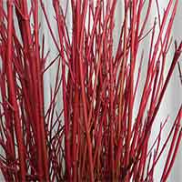 Cardinal Dogwood Branches, 100 Branches, 3-4'