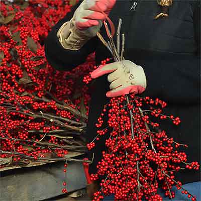 Winterberry Branches, 12 Bunches, 14-22"