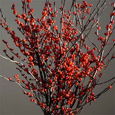 Winterberry Branches, 10 Bundles, 22-30"