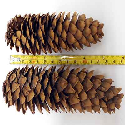 Norway Spruce Cones, 50 Cones, 4-6"