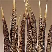 120 Golden Pheasant Feathers, 16-20"