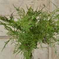 Asparagus Fern (Plumosus), Green, 12 Bundles