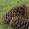 12 Sugar Pine Cones, 10-12"