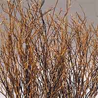 Sweet Huck Branches - Natural