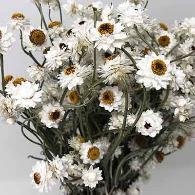 Dried Ammobium, 20 Bunches