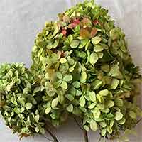 Dried Hydrangeas, Two-toned Limelight, Basil, 12 Bunches