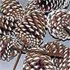 Pinecones White Tipped 3-4 inches on PIcks 100 Cones