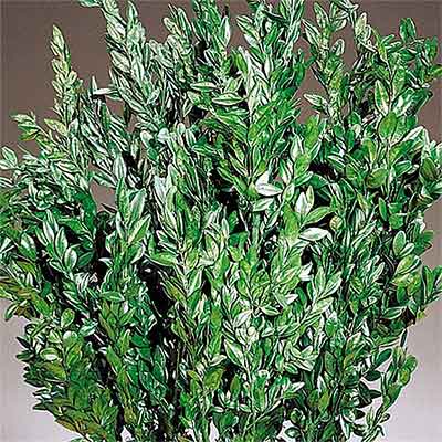 Boxwood Branches Dried Preserved