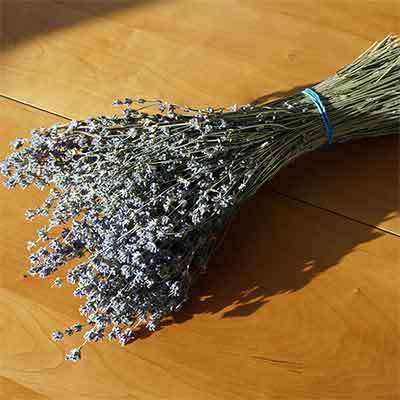 English Dried Lavender, 10 Bunches