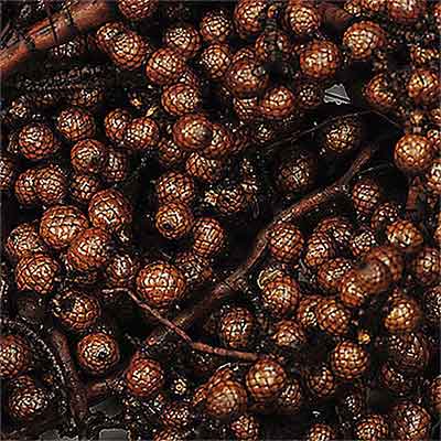 Canella Berries, 12 Bags, Chocolate