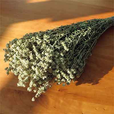 Dried Mountain Mint Bunches, 15 Bunches