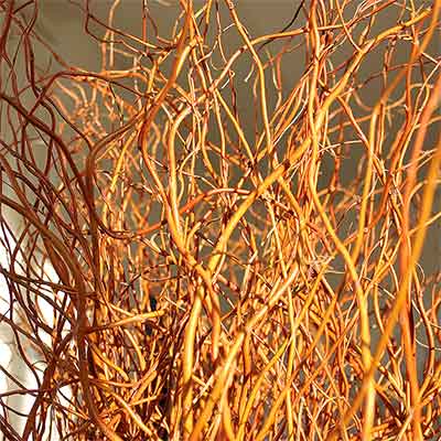 Fresh Curly Willow Branches, 4-5 feet, Red