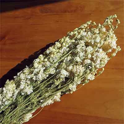 White Dried Larkspur Flowers Wholesale