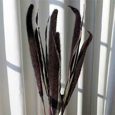 Purple Majesty Millet, 40 Bunches
