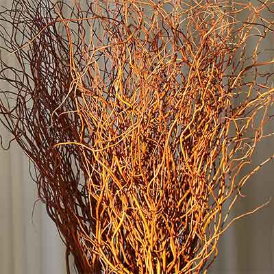 Fresh Curly Willow Branches, 200, Red