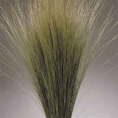 Dune Grass Natural
