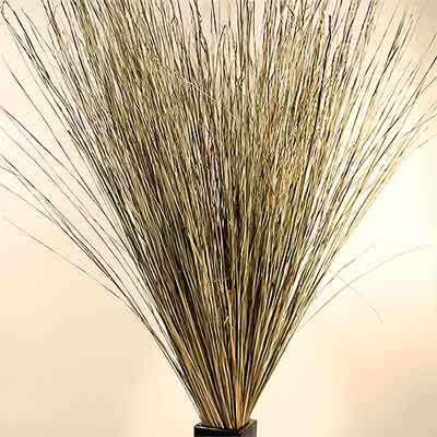 Meadow Grass Natural