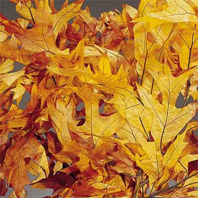 Oak Leaves - Brownstone - 25 1lb Bundles
