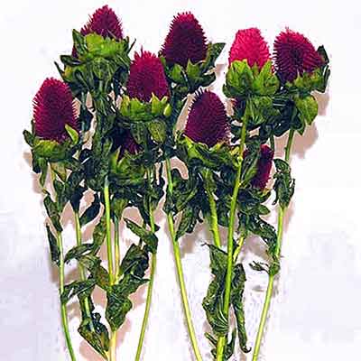 Clover - Red