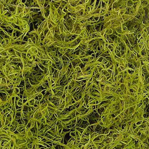 Chartreuse Spanish Moss Wholesale