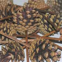 Pinecones Austriaca Natural on Pick 100