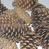 Pinecones, 5 Bushels, White Tipped