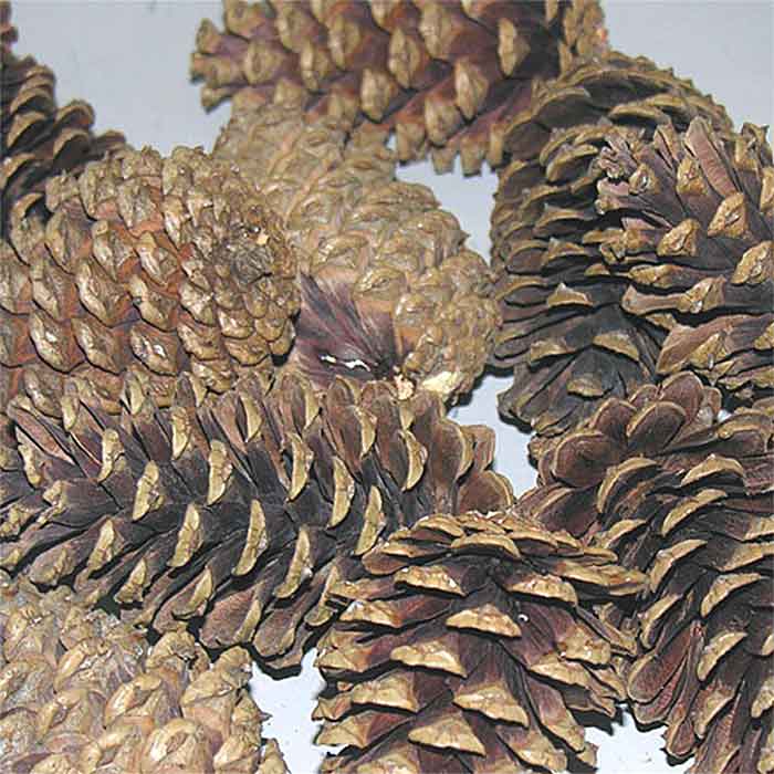 Pinecones Natural 3-4 inches 100 Cones