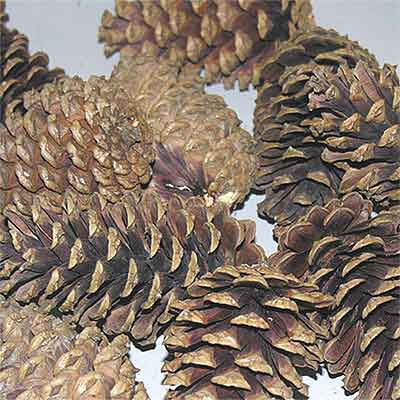 Pinecones Natural 3-4 inches 100 Cones