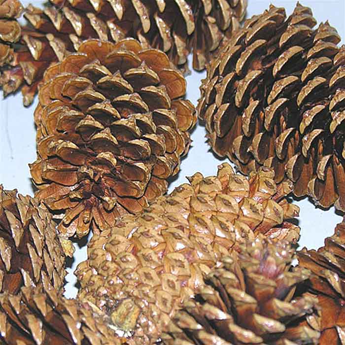 Pinecones, 5 Bushels, White Tipped