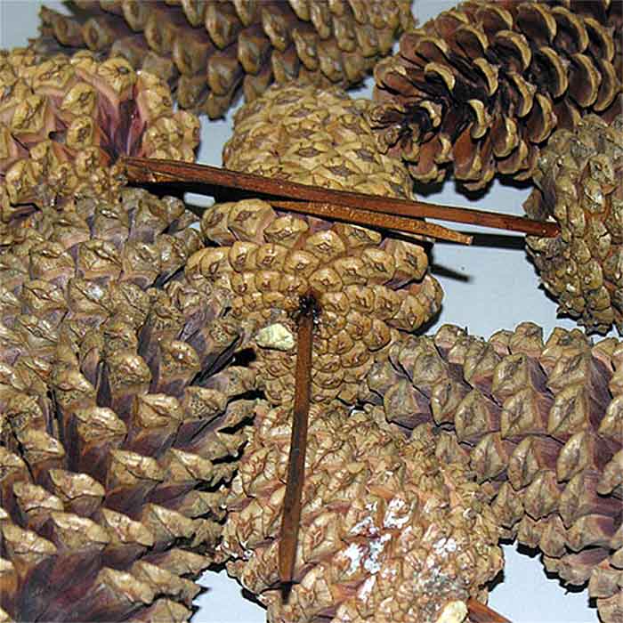 Pinecones, 3-4, Frosted on Picks, 100 Cones