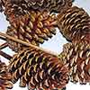 Pinecones Varnished 3-4 inches on PIcks 100 Cones