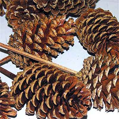 Pinecones Varnished 3-4 inches on PIcks 100 Cones