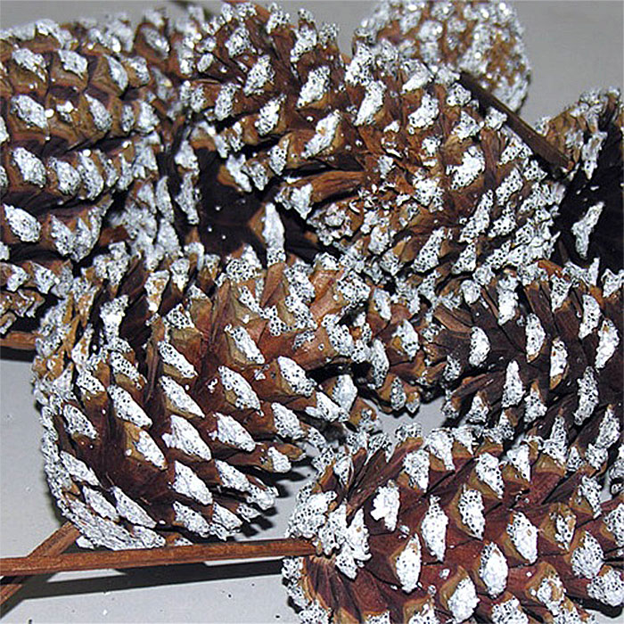 Pinecones, 3-4, Frosted on Picks, 100 Cones
