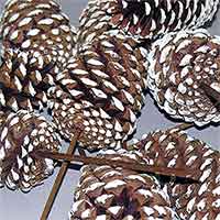 Pinecones White Tipped 3-4 inches on PIcks 100 Cones