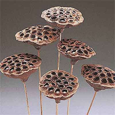 Lotus Pods on Stems, 240 Stems