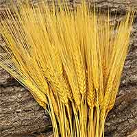 Triticum Wheat Bundles Yellow 20 Bundles Wholesale