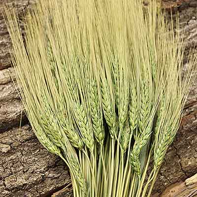 Triticum Wheat Bundles Green 20 Bundles Wholesale