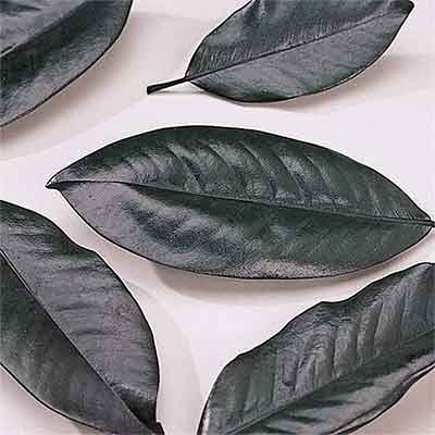 Magnolia Leaves Preserved