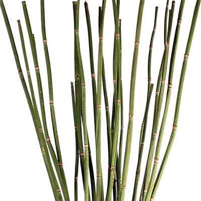 Equisetum, Snake Grass, 12 Bunches